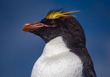 Für die Eier gräbt das Weibchen oft eine Bruthöhle. 2 B Kaiserpinguin Er ist der größte und bekannteste Pinguin.