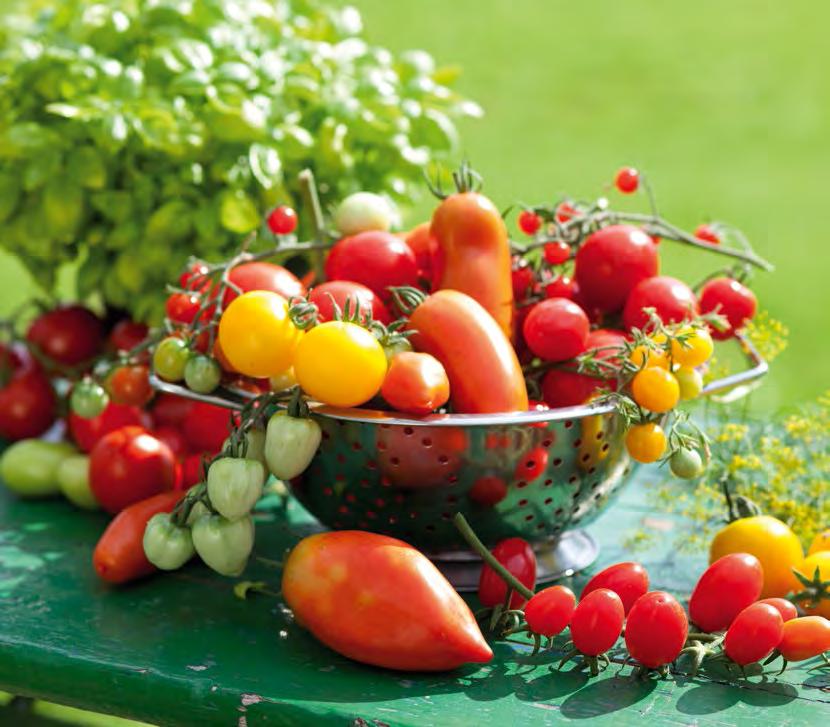 Tomaten Tomaten stehen ganz weit oben auf der Hitliste der beliebtesten Gemüsearten.