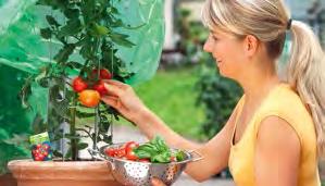 Tomaten enthalten ein hohes Maß an Lycopin, das zum einen für die herrlich rote Färbung sorgt und zum anderen einen Beitrag zum Schutz