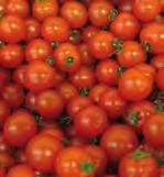 Bio-Tomaten für natürlichen Genuss RundfruchtTomate bewährte Standardsorte mit gutem Geschmack,