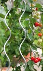 Pflanzen Da Tomaten keinen Frost vertragen, sollten Sie mit dem Auspflanzen ins Freie sicherheitshalber warten, bis die Nächte frostfrei sind.