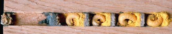 Zweitbezug im Schneckenhaus Besondere Spezialisten unter den Wildbienen, wie manche Mauerbienenarten, bauen ihre Nester in leeren