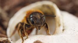oder ein Klümpchen Lehm. Schneckenhaus-Mauerbienen haben besondere Vorlieben bei der Wohnungswahl.