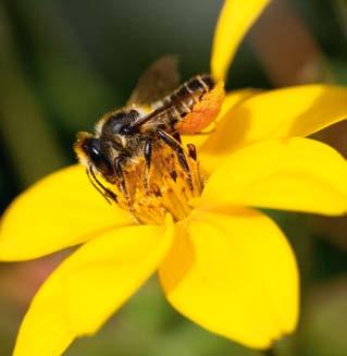 16 Bienen, Hummeln, Wespen geheimnisvolle Vielfalt Von Bienen und Blumen Die Bienenlarven brauchen eiweißreiche Pollennahrung zu ihrer Entwicklung.
