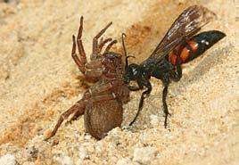 Wenn sich die Weibchen der solitären Wespen ans Brutgeschäft machen, dann bauen sie, ebenso wie die Wildbienen, zunächst eine Nestanlage mit Brutzellen, die sie je nach Art an unterschiedlichen