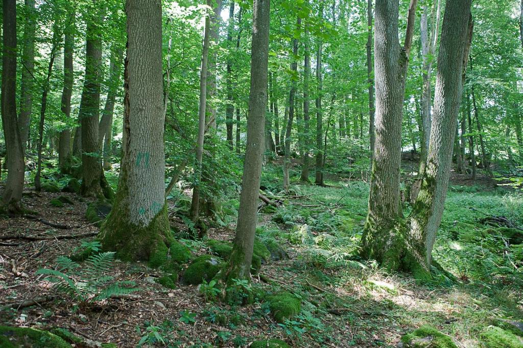 Im NSG Schannenbacher Moor wächst