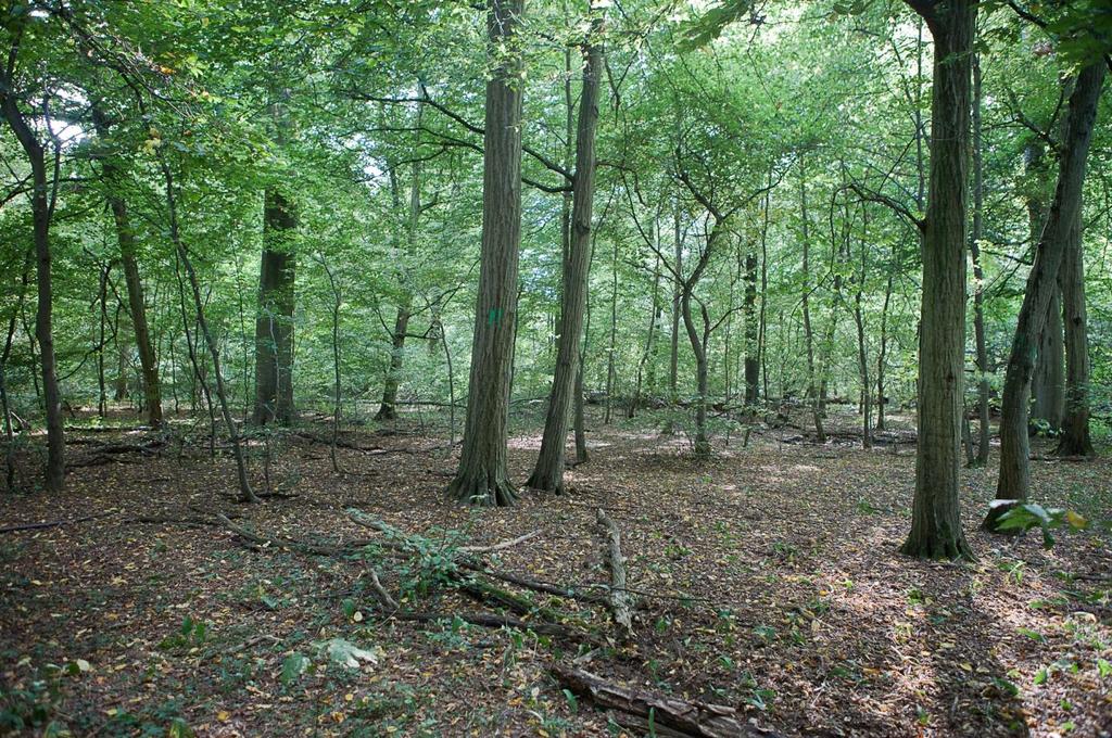 Abb. 11. Die Struktur des Jägersburger/Gernsheimer Waldes mit den größten Vorkommen von Dicranum viride in Hessen weicht deutlich von der der übrigen Wälder mit Vorkommen der Art ab.