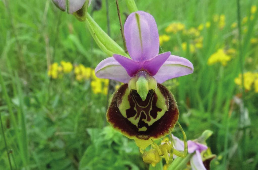 16 17 Sonntag 21. Mai > 9.45 12 Uhr > Erlinsbach Orchideenlehrpfad und Wiesenwelten Spannender Vormittag rund um die wunderbaren und verborgenen Orchideen- und Wiesenwelten. Für die ganze Familie.