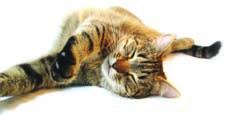 IAMS Special Care Senior Plus Empfehlung: Für Katzen ab 11 Jahren. Das Altern ist ein natürlicher Prozess, der schrittweise erfolgt und von dem jede Katze betroffen ist.