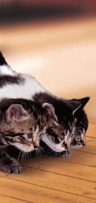 IAMS Kitten & Junior Empfehlung: Für Kätzchen im Alter von 1 bis 12 Monate sowie trächtige und säugende Katzen. Zunächst hat die Mutter Ihres Kätzchens das Kleine mit allem versorgt, was es brauchte.