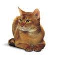 IAMS Adult 1+ Trockennahrung Empfehlung: Für erwachsene Katzen im Alter von 1 bis 6 Jahre Die neuen Rezepturen der IAMS Trockennahrung sorgen für einen köstlichen Geschmack und lassen Ihre Katze die