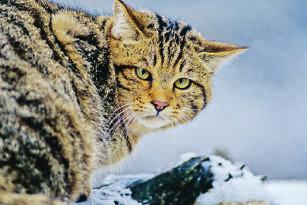 dezember 73 6. Dezember - Dienstag Schierke, Nationalparkhaus Mit dem Ranger Tierspuren in der Winterwelt entdecken (ca. 2-3 Stunden) Informationen unter Tel. 039455 477 15.