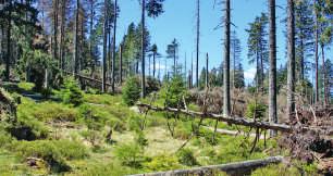 76 Wälder im Nationalpark Harz Wald im Wandel Was macht der Borkenkäfer in den Harzer Wäldern? Der Fichtenborkenkäfer, lat.