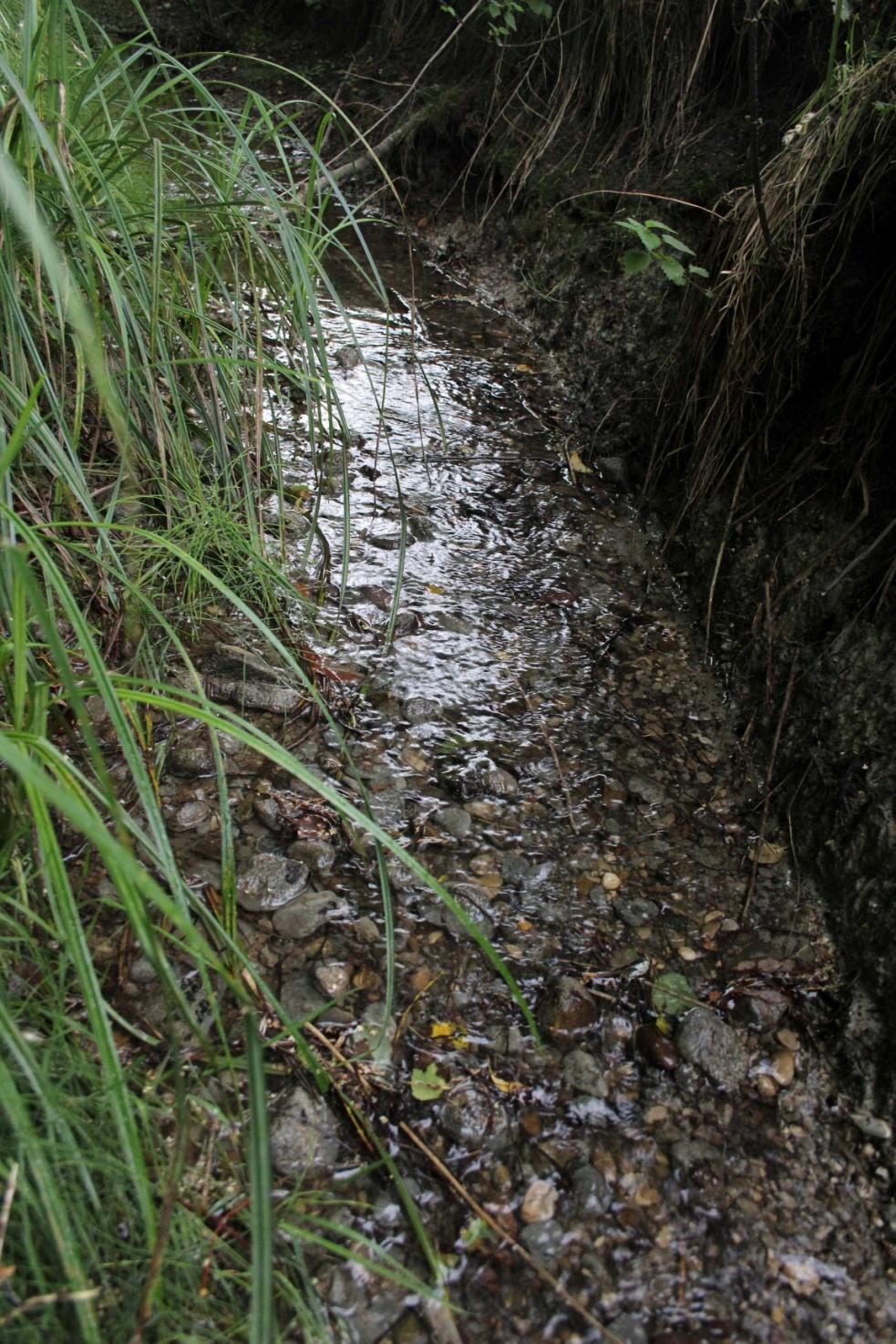Eindrücke Der dauerhaft wasserführende Lohwiesengraben Der Wasserstand beträgt in der Regel nur wenige Zentimeter.