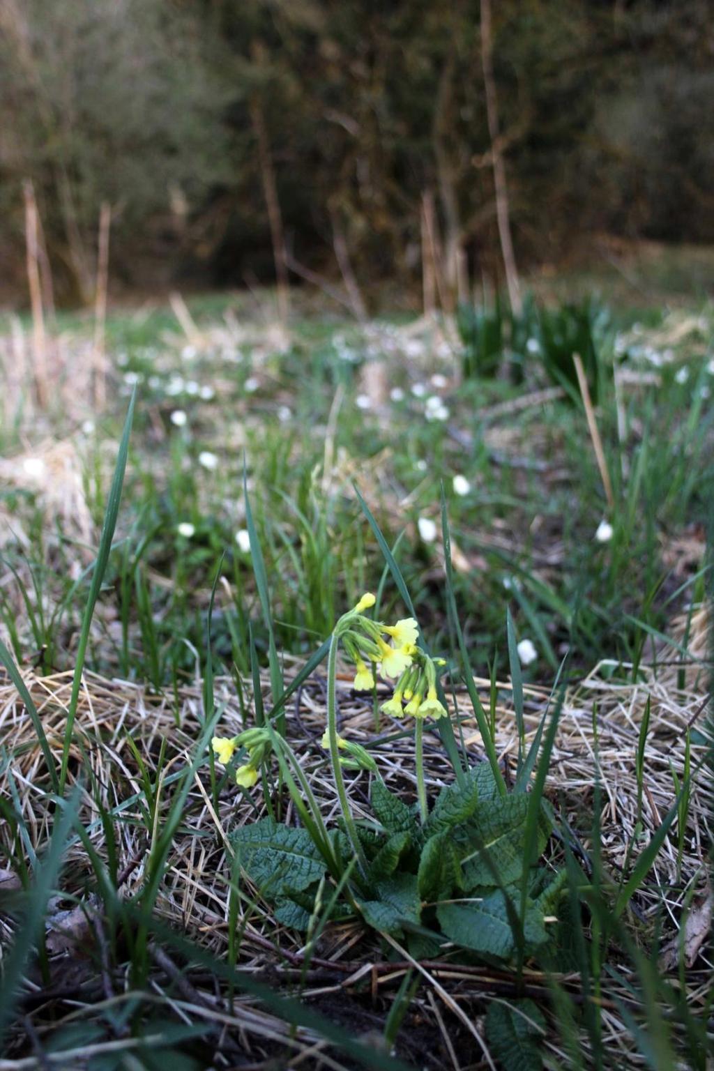 Frühjahrsaspekt Im Vordergrund die Wald- Schlüsselblume (Primula elatior), hinten