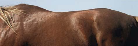 4. Der Pferderücken aus physiologischer Sicht Geht ein Pferd am langen Zügel mit erhobenem Kopf, zeigt der Rücken anatomisch bedingt eine stärkere Kurve der Rücken senkt sich nach unten.