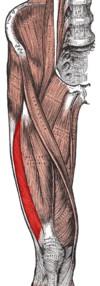 Bezeichnung Lage Funktion Musculus Tibialis anterior Vorderer Schienbeinmuskel Läuft an der Außenseite des Beine neben dem Schienbein her und endet kurz vor dem Sprunggelenk Hebt den Fuß, besonders