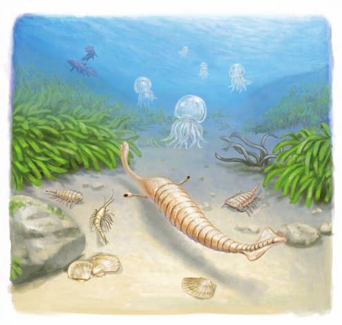 Was sind Quallen? Quallen sind die frei schwimmenden Lebensformen von Nesseltieren. Wissenschaftler nennen sie Medusen. Sie sind sehr urtümliche und recht einfach gebaute Tiere.