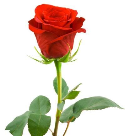 Zur großen Freude aller durfte sich jede Mitarbeiterin eine Rose ihrer Wahl aussuchen.