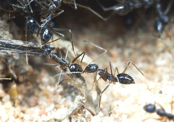 Chemische Kommunikation bei Ameisen der Art Paratrechina longicornis Versuchsbericht zum Praktikum Methoden der