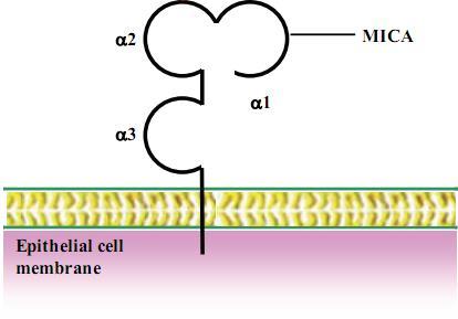 T Z Abbildung 3 Aufbau des MICA-Moleküls (MICA = MHC class I chain related gene A) Externe Domänen α1-α3, T = Transmembran-Domäne, Z = Zytoplasmatischer Teil (Quelle: Li et al. 2005 S.