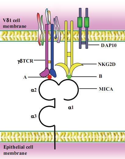 254, mit freundlicher Genehmigung des Verlages Nature Publishing Group) Abbildung 6 Struktur des NKG2D-Rezeptors im Komplex mit MICA. Seitenansicht. MICA-Domänen α1(gelb), α2 (rot), α3 (grün).