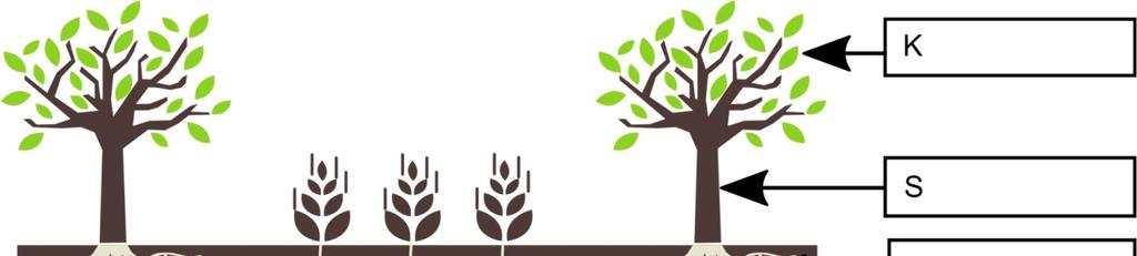 13 Agroforst-App Ackerkulturen und Gehölze Ergänze die Baumbestandteile! Ergänze die fehlenden Wörter im Lückentext!