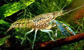 13 Galizischer Sumpfkrebs (Astacus leptodactylus) bei