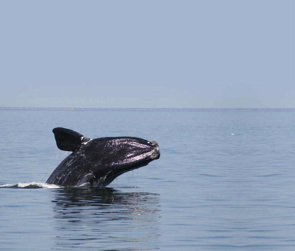 WDC im Einsatz für MEERESSCHUTZGEBIETE WDC erreicht, dass die Schutzgebiete für die letzten 500 Nordatlantischen Glattwale an der Ostküste auf 100.000 km² ausgeweitet werden.