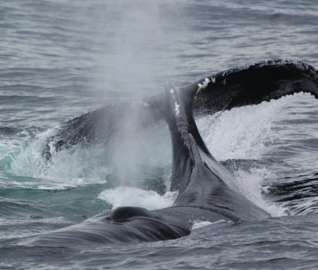 WDC erforscht BUCKELWALE Im Golf von Maine, Heimat der WDC-Patenbuckelwale Salt und Coral, leistet WDC bahnbrechende Forschung an Buckelwalen.