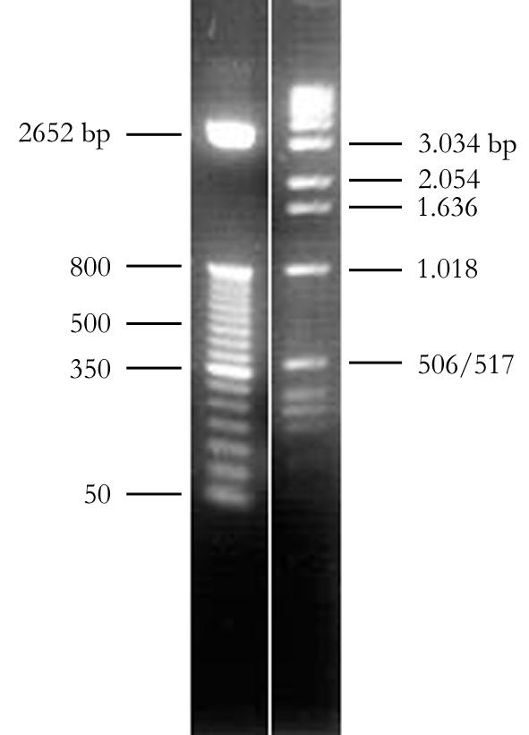 2. Material und Methoden 29 Abbildung 2-2: Verwendete Größenstandards. Links: 50 bp DNA-Leiter. Rechts: 1 kb DNA- Leiter. Die Längen ausgewählter DNA- Fragmente ist angegeben. 2. 3.