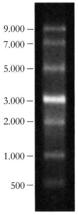 2. Material und Methoden 25 Abbildung 2-1: RNA-Größenstandard. Auftrennung von 1 µg RNA im 1% Agarosegel unter denaturierenden Bedingungen. Größe der RNA-Fragmente in Basen wie angegeben. 2. 2. 4 T R A N S F E R V E R F A H R E N F Ü R R N A Die Überführung von RNA-Spezies aus einem Agarosegel auf eine Membran wird als Northern- Blot bezeichnet.