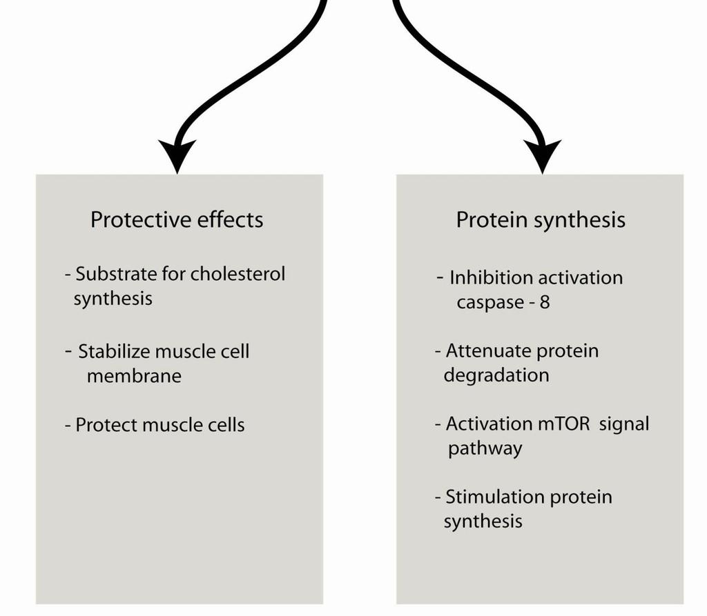 Role of Leucine / Branch chain AA on muscle function Landi F. et al.