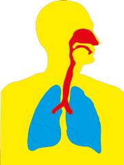Lungenbläschen. Der Sauerstoff tritt dort durch die Wand der Lungenbläschen und die Wände der Lungenkapillaren in das Blut über.