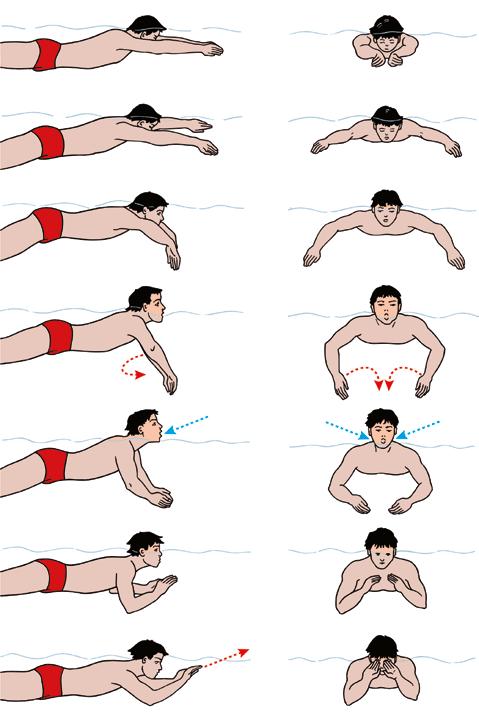 Grundwissen für den Rettungsschwimmer 2.11 wird kurz und tief eingeatmet (wenn Arme und Hände zusammengeführt werden).