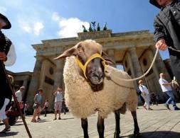 Zentrale Themen (2) Rückläufige Zahl von Schafhaltern und Schafen, Nachwuchsprobleme Zunehmender Verwaltungsaufwand in der Vergangenheit (Tierkennzeichnung, Anträge.