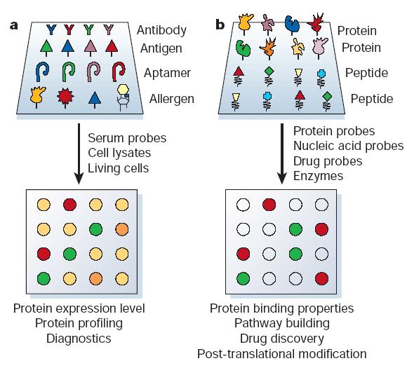 Analytical versus functional protein microarrays. a, Analytical protein microarray.