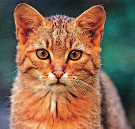 Um die Wildkatze doch einmal zu Gesicht zu bekommen, veranstaltet die Bund Naturschutz- Ortsgruppe von Freitag, den 17. bis Sonntag, den 26.