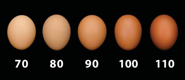Alter in Produktion einer Henne in % % Sterblichkeit Eier pro Durchschnittshenne Eier pro Anfangshenne Körpergewicht Leistungstabelle Durchschnittliches Eigewicht* Futterverbrauch Eimasse pro