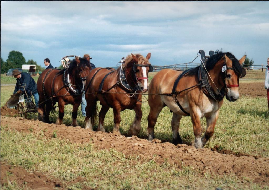 Kaltblüter bei der Arbeit (Foto: Feldmann) Gesunde Pferde Es werden weltweit mehr als 350 Pferderassen unterschieden, zudem werden die verschiedenen Pferdetypen im deutschsprachigen Raum in