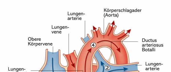Anatomie des Herzens pro Herzhälfte ist das Herz in zwei Hohlräume eingeteilt (Vorhof, Kammer) im rechten Vorhof sammelt