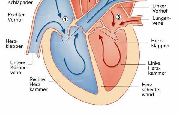 Lungenkreislaufes die Herzkammern (Ventrikel) sind von einer starken Muskelschicht umschlossen; pumpen das Blut in den