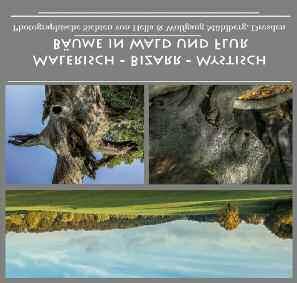 8» PANORAMA Ausstellung: Bäume in Wald und Flur Malerisch, bizarr und mystisch, so beschreiben die Künstler Hella und Wolfgang Mühlberg aus Dresden ihre Fotografien von Bäumen in
