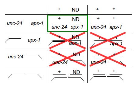 Material und Methoden Abbildung M2: Schema zur Kreuzung des balancierten apx-1 Stammes mit heterozygoten ND_20_G7Männchen.