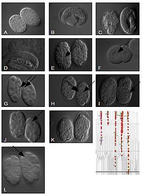 Abbildung 9: Exemplarische Darstellungen der Phänotyp-Kategorien aus Tabelle 2. In (A) wurden denaturierte Embryonen fotografiert.
