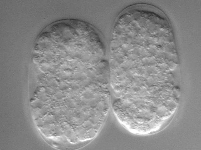 Im prämorphogenetischen Stadium sieht man, dass besonders posterior relativ große Zellen den Embryo umgeben, dies sind Zellen aus der C-, D- und MS-Zelllinie.