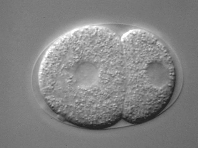 dieser starke Phänotyp gezeigt werden konnte. NC_1_G7 bzw. t3207: Eine neue Induktion in der frühen Embryogenese von C. elegans? Abbildung 16: Die Entwicklung von NC_1_G7 (t3207).