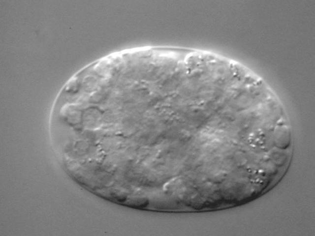 Das prämorphogenetische Stadium zeigt, dass die Zellen nicht an ihrer korrekten Position sind und den Embryo unförmig erscheinen lassen.