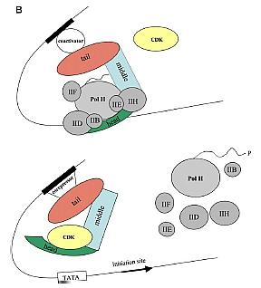 Abbildung 39: Modell der Zusammensetzung des Mediator-Komplexes und seiner Dömanen, sowie ein mögliches Modell zur Mediator-Komplex RNA-Polymerase II Interaktion.