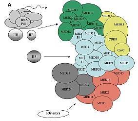 In Bild A werden schematisch, die Proteine gezeigt, und wie diese die einzelnen Domänen bilden. MED13 (LET-19) bildet einen Teil der CDKDomäne (gelb).